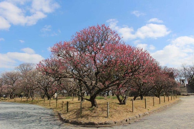 舞鶴公園の梅園（公式サイトのフォトギャラリーより）