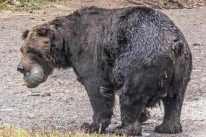 クマに麻酔銃が効かない？福島市の立てこもりクマ逃走　「避難訓練みたいなものを今後考えた方が」と専門家
