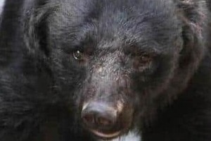 ええっ、1頭じゃないの？　宇都宮のクマはどこに...大学キャンパスでも目撃