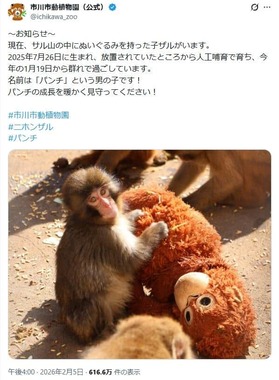 市川市動植物園では子ザルのパンチが人気だ。動植物園公式X（＠ichikawa_zoo）より