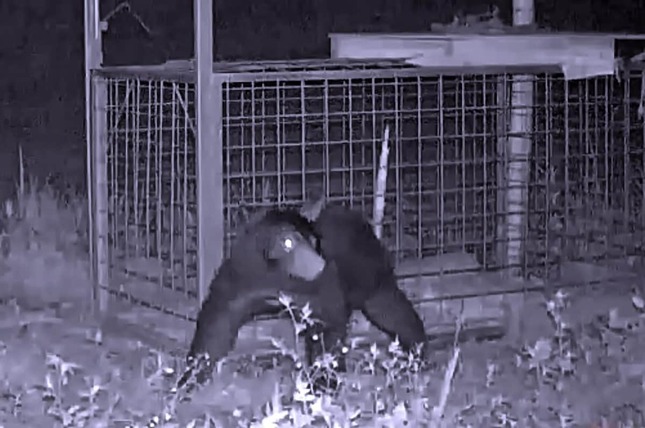 鳥獣保護管理法では、狩猟や許可捕獲の対象以外の動物を捕獲することは禁止