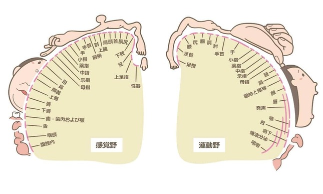 「ホムンクルスの図」