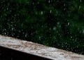 東京・目黒にも毒キノコ、ゲリラ雷雨でオオシロカラカサタケが都市部に発生する恐れ...犬の散歩にも注意