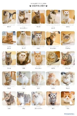 Cat Café MOFF イオンモール熊本店の猫（MOFF公式サイトより）
