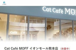 イオンモール熊本から救出された猫25匹、スタッフと触れ合う...猫カフェ運営が様子を公開　「本当によかったです！」