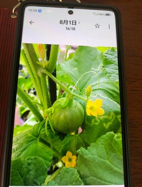 取り残した種から立派に育ったプリンスメロン（写真は「板宿メゾン・ド・デセール」のXから）
