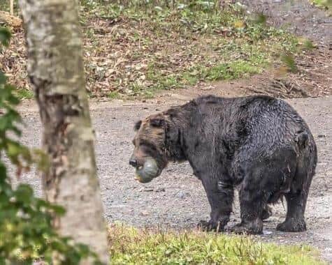 クマをはじめとする野生動物が街に出てくる可能性も（画像はイメージ）
