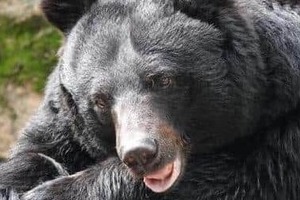 シカ・イノシシ用わなにかかったクマは駆除できない？　土田晃之も「ルール変えなきゃ」