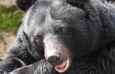 シカ・イノシシ用わなにかかったクマは駆除できない？　土田晃之も「ルール変えなきゃ」