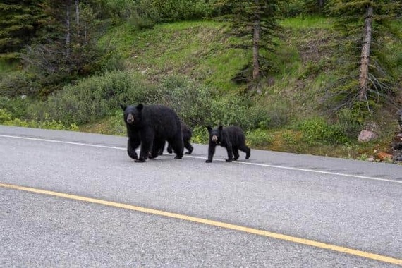 2025年の制度開始以来82例目となったクマの緊急銃猟（画像はイメージ）
