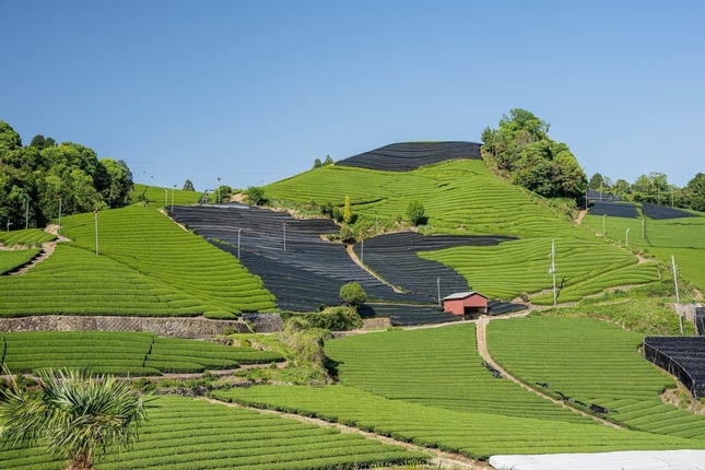 「宇治茶」の一大産地・京都府和束町の茶畑