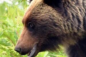 「頭が悪い」「死んでくれ」クマ緊急銃猟の舞鶴市にカスハラ電話　「地元の人なんだろうか」と宮根誠司氏