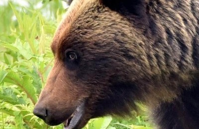 「頭が悪い」「死んでくれ」クマ緊急銃猟の舞鶴市にカスハラ電話　「地元の人なんだろうか」と宮根誠司氏
