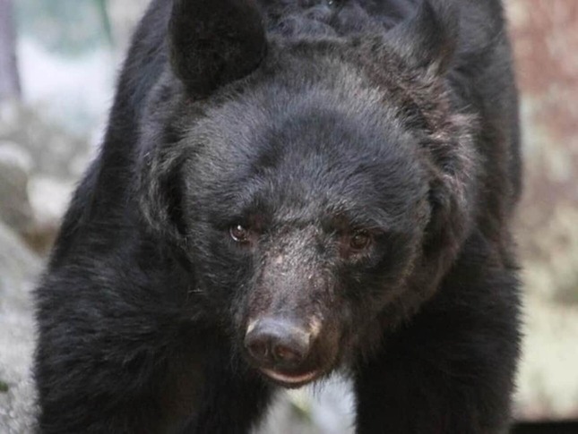 写真はイメージ（記事のクマではありません）