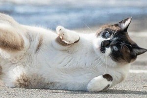 引退馬牧場の看板猫「コアラ」、不慮の事故で天国へ　「誹謗中傷や侮辱」控えるよう呼びかけ