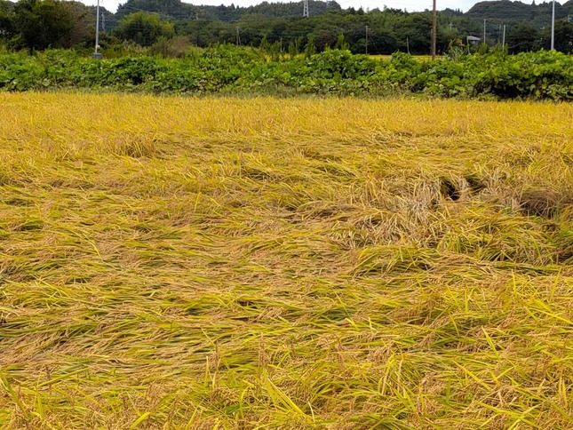 刈り取り前とみられる稲が横倒しになった姿が痛々しい（千葉県成田市）