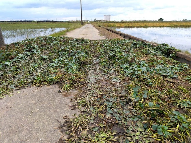 農道の途中で、足元には流れ着いた大量の水草が（千葉県成田市）