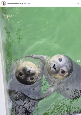 ピーテルビューレン海洋アザラシセンター財団のインスタグラム（＠zeehondencentrum）より
