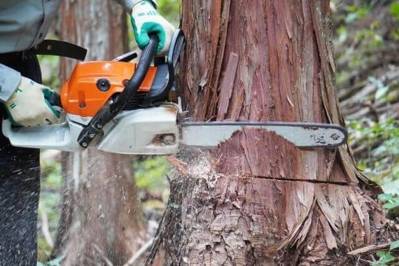 撮影のためにチェーンソーで木を伐採した「撮り鉄」が逮捕された（画像はイメージ）
