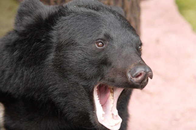 秦野市がツキノワグマを駆除せず放獣（画像はイメージ）