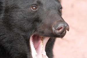 クマ「駆除せず放獣」秦野市の対応に称賛の声　なぜ捕殺しない？再出没なら？市が明かした対応方針