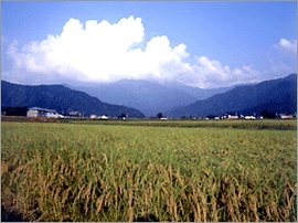 日本で最も有名なコシヒカリの産地である新潟県南魚沼市の水田