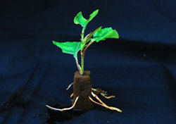 日本製紙が生産している「蜂須賀桜」の苗木