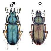 環境省が緊急指定種にしたタカネルリクワガタ