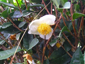 メタボ対策の新素材！？お茶の花に注目