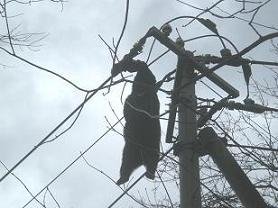 電線に宙づり状態で発見されたクマ（東北電力提供）