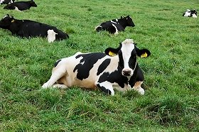 「原乳は本当に安全なのか」 疑念持たれる福島酪農家の苦悩