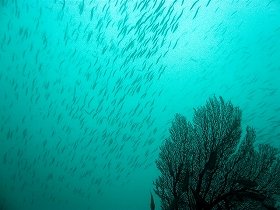 千葉、神奈川で相次ぐイワシ大量死　「大地震の前触れか」と怯える声も