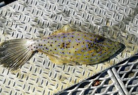 食べたら半日で死に至る猛毒魚　「ソウシハギ」全国で目撃情報