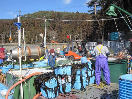 ワカメの収穫で浜に活気　復興へ第一歩【岩手・大船渡発】