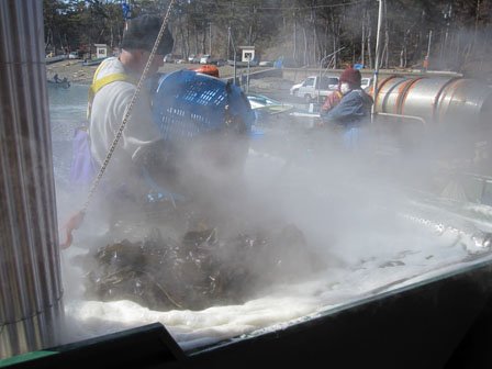 濃い茶色のワカメがボイルすると鮮やか緑色になる 