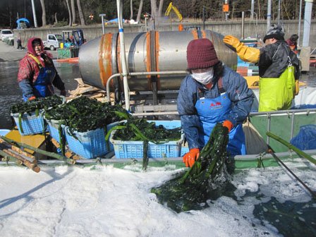 数分ボイル後直ちに海水で冷やす