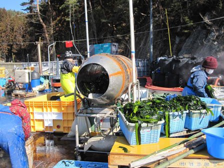 冷したワカメは塩を絡めて、一昼夜塩漬ける