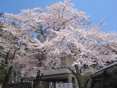 桜が満開、碁石海岸観光まつり開催【岩手・大船渡発】