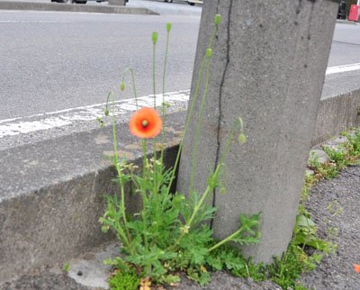詩、俳句、小説よりも短歌に感銘　「震災後のことば」【福島・いわき発】