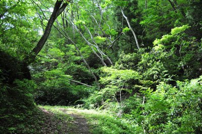 新緑の森に孫を連れて行けない　原発事故で伝えられなくなったこと【福島・いわき発】