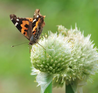 「原発事故に負けたら種子が絶える」　執念のネギ栽培【福島・いわき発】