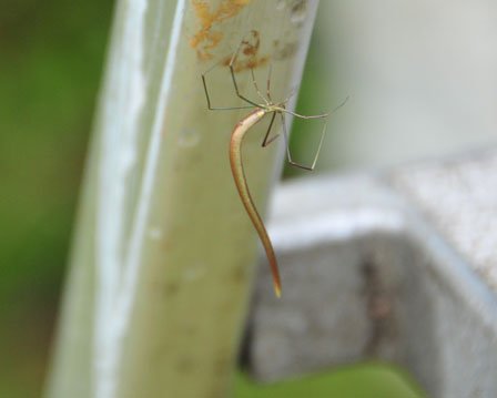 異変の「ワンダーランド」　初めて見る「変なムシ」【福島・いわき発】