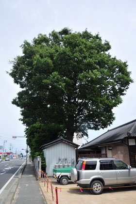 放射線量は樹齢に比例？　切り倒される大ケヤキ【福島・いわき発】