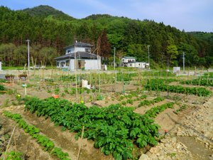 既に開墾されたスペースでは、ピーマンやナス、じゃがいもなどの野菜が育ち始めています。晴れ渡った空と野菜の緑色が気持ちを明るくしてくれます（宮城県女川町、2012年5月24日）