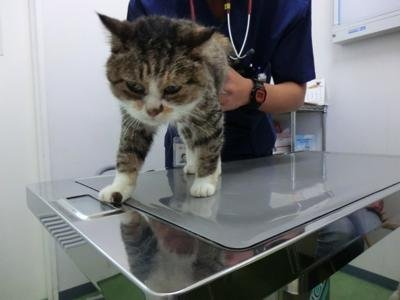 福島で一度目をすませ、東京の動物病院で二度目の健康診断中の にぃ
