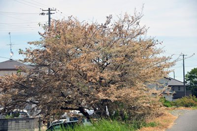 当たり前の自然現象でも「放射能の影響？」【福島・いわき発】