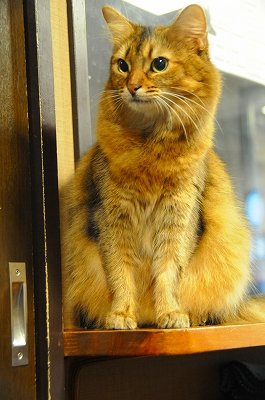 「ネコは飼い主の声を聞き分ける」　東大調査に「確かに」「犬より律儀」の声