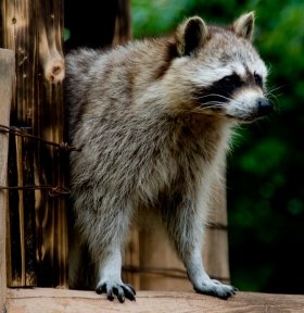 実は獰猛なアライグマ