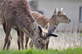 シカの肉を使った料理の普及も