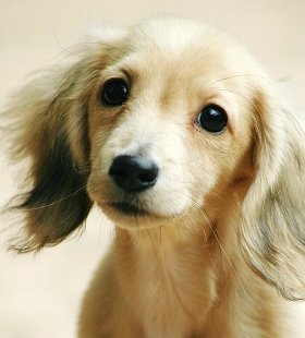 犬と飼い主は顔が似ている　そのポイントは「目」だった